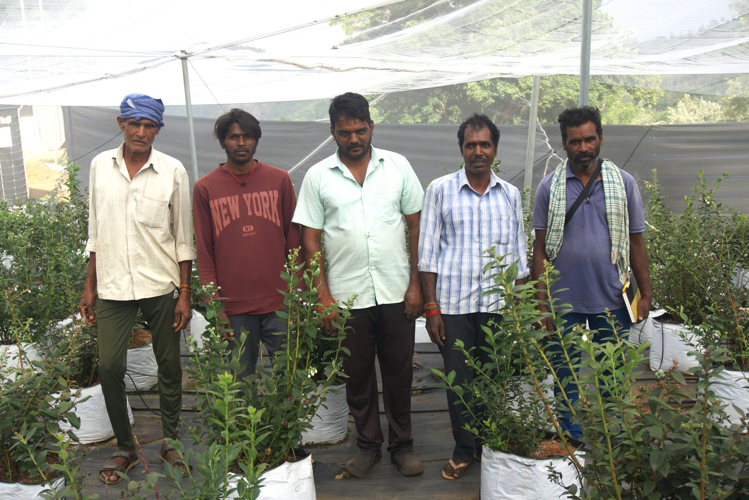 Farm team inspecting substrate bags and drip fertigation system