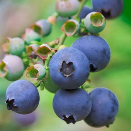Spartan cultivar blueberries ripening on montane substrate beds in Kotagiri