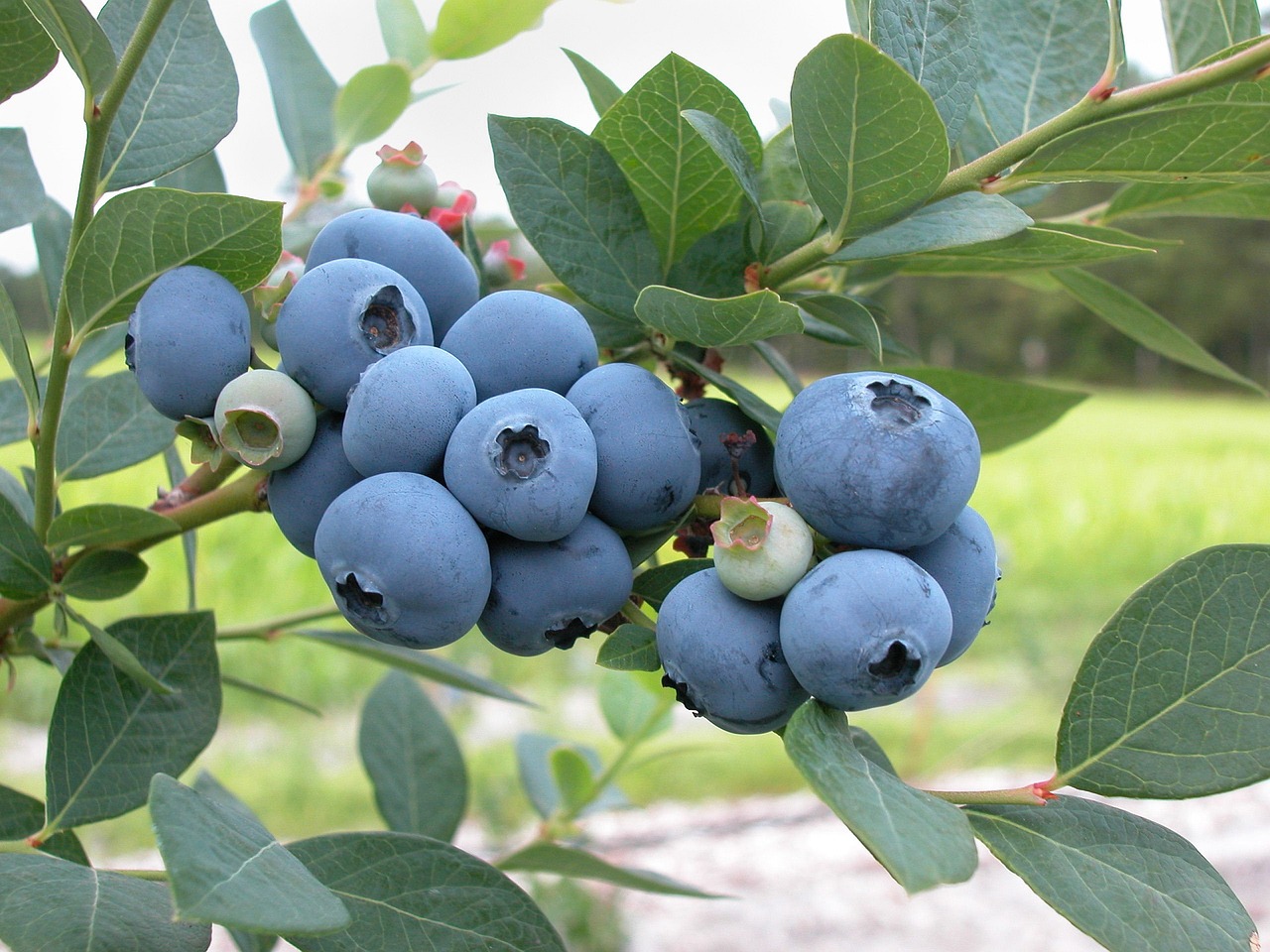 Draper blueberries freshly hand-picked into clean field lugs