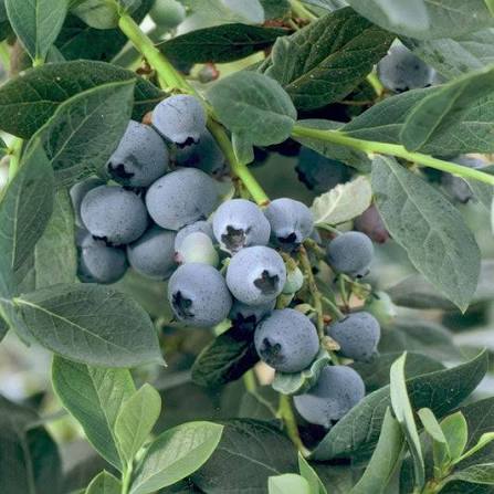Hand gently picking ripe blueberries into field container