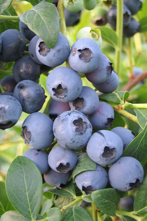 Biloxi blueberries displayed with calibrated natural pruina bloom
