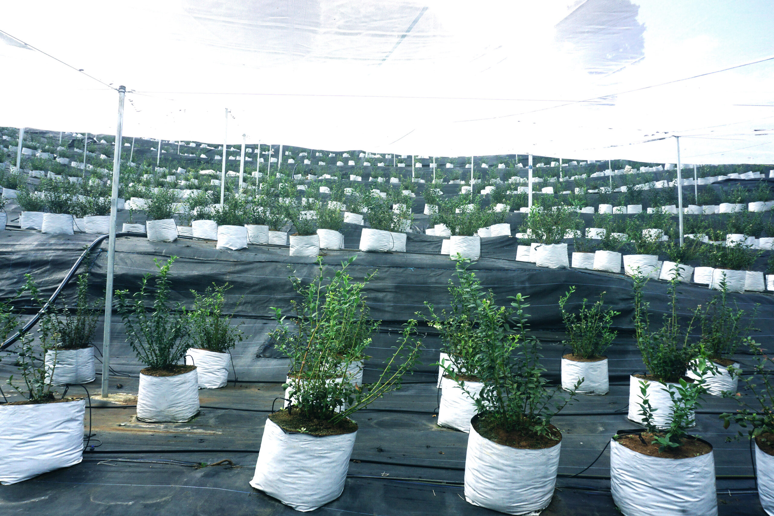 Linear substrate growing beds with coir pith growing medium and precision drip lines on the Kotagiri hillside
