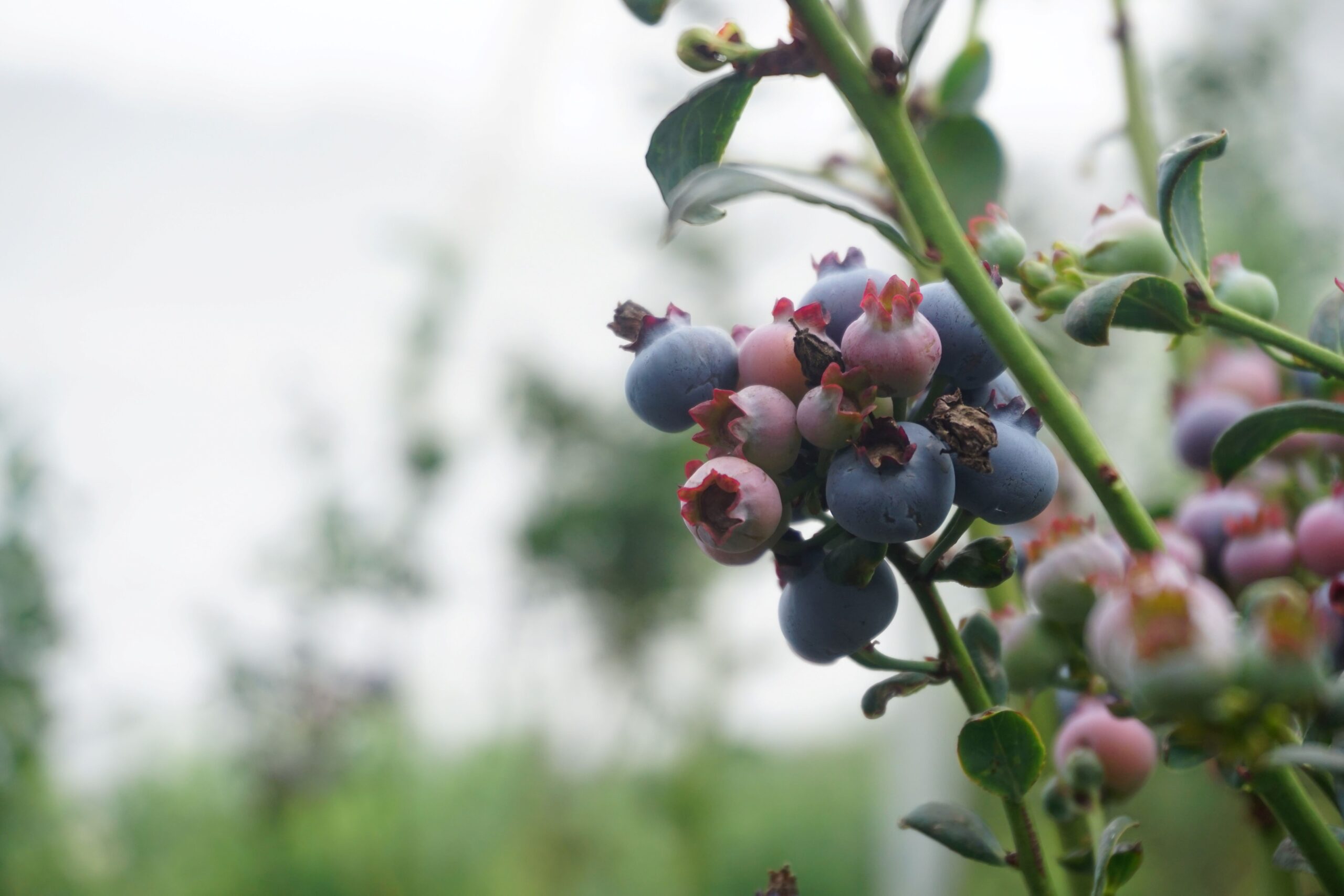 Estate personnel hand-harvesting ripe blueberries into clean harvest lugs amidst high-density substrate beds in Kotagiri