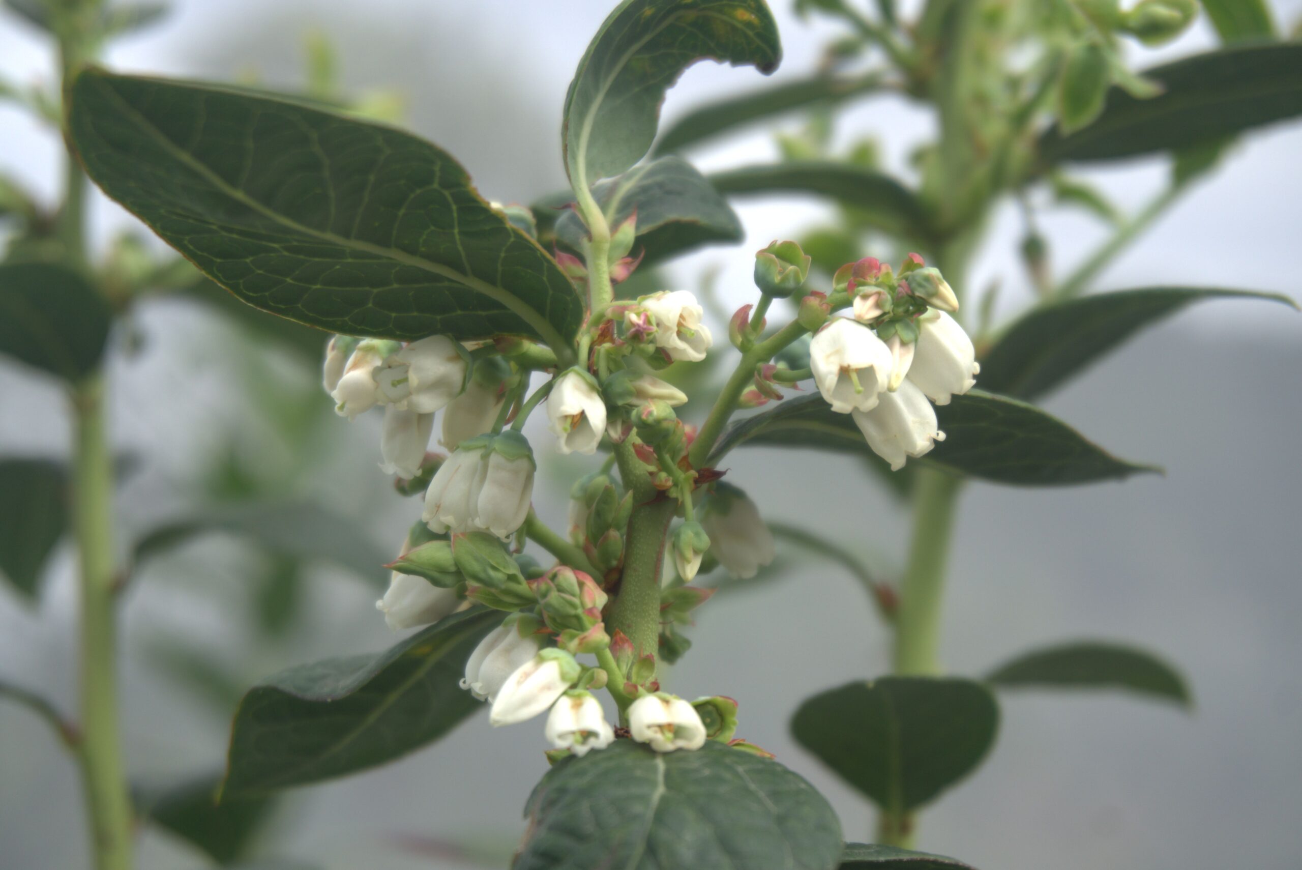 Clusters of bell-shaped white blueberry flowers in high montane polytunnels