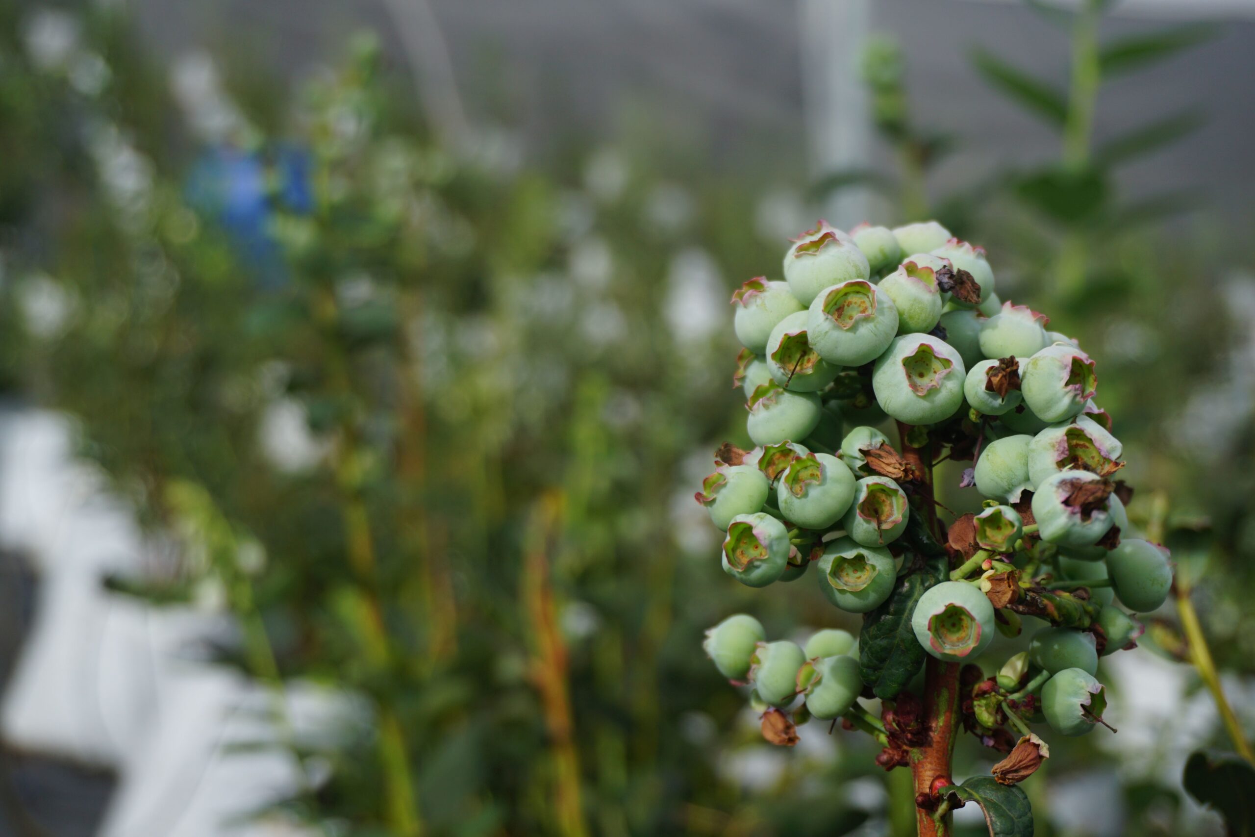 Firm green blueberry clusters enlarging beneath filtered sunlight