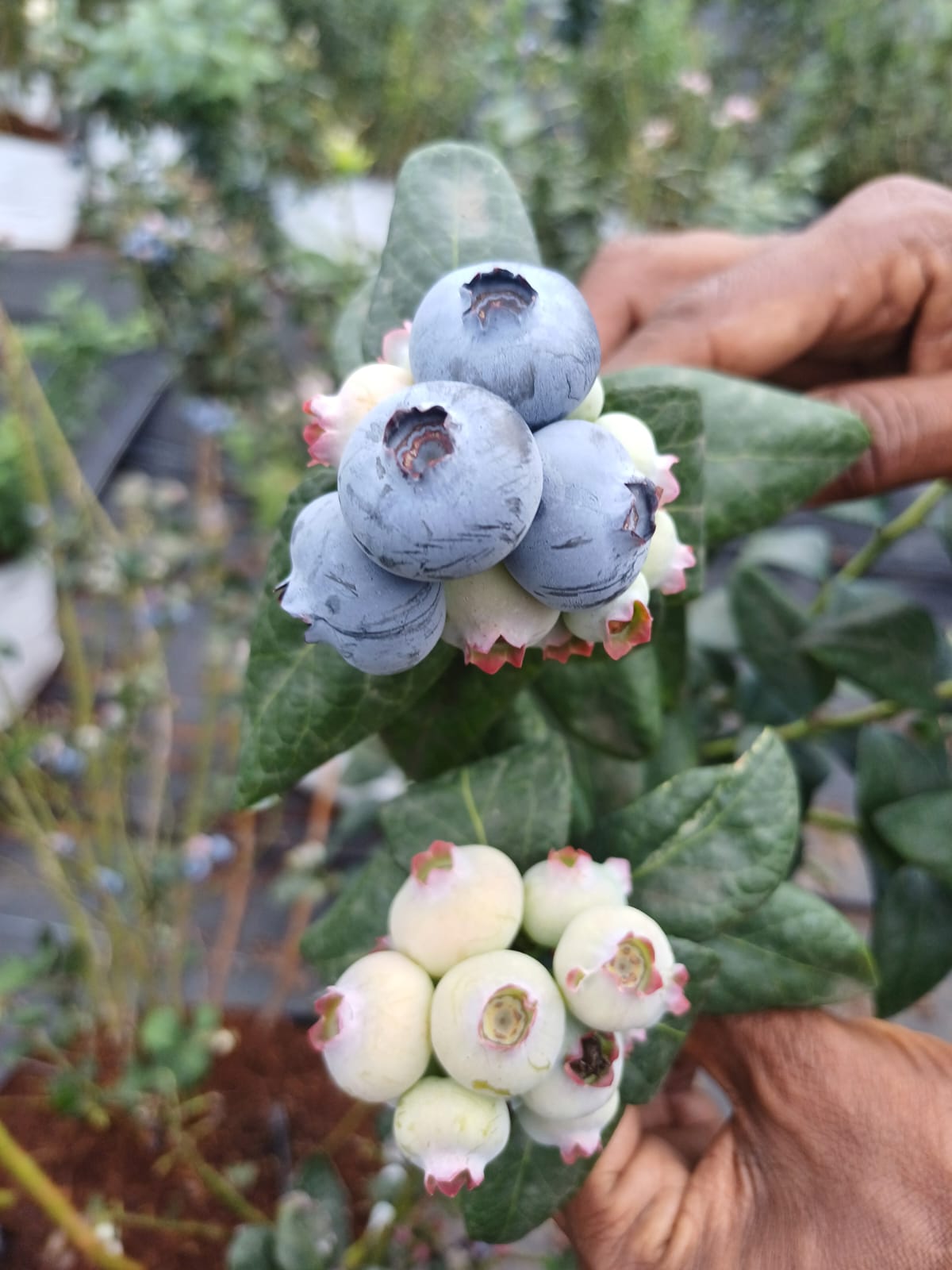 Quality check of ripe and unripe blueberry clusters during pre-harvest inspection