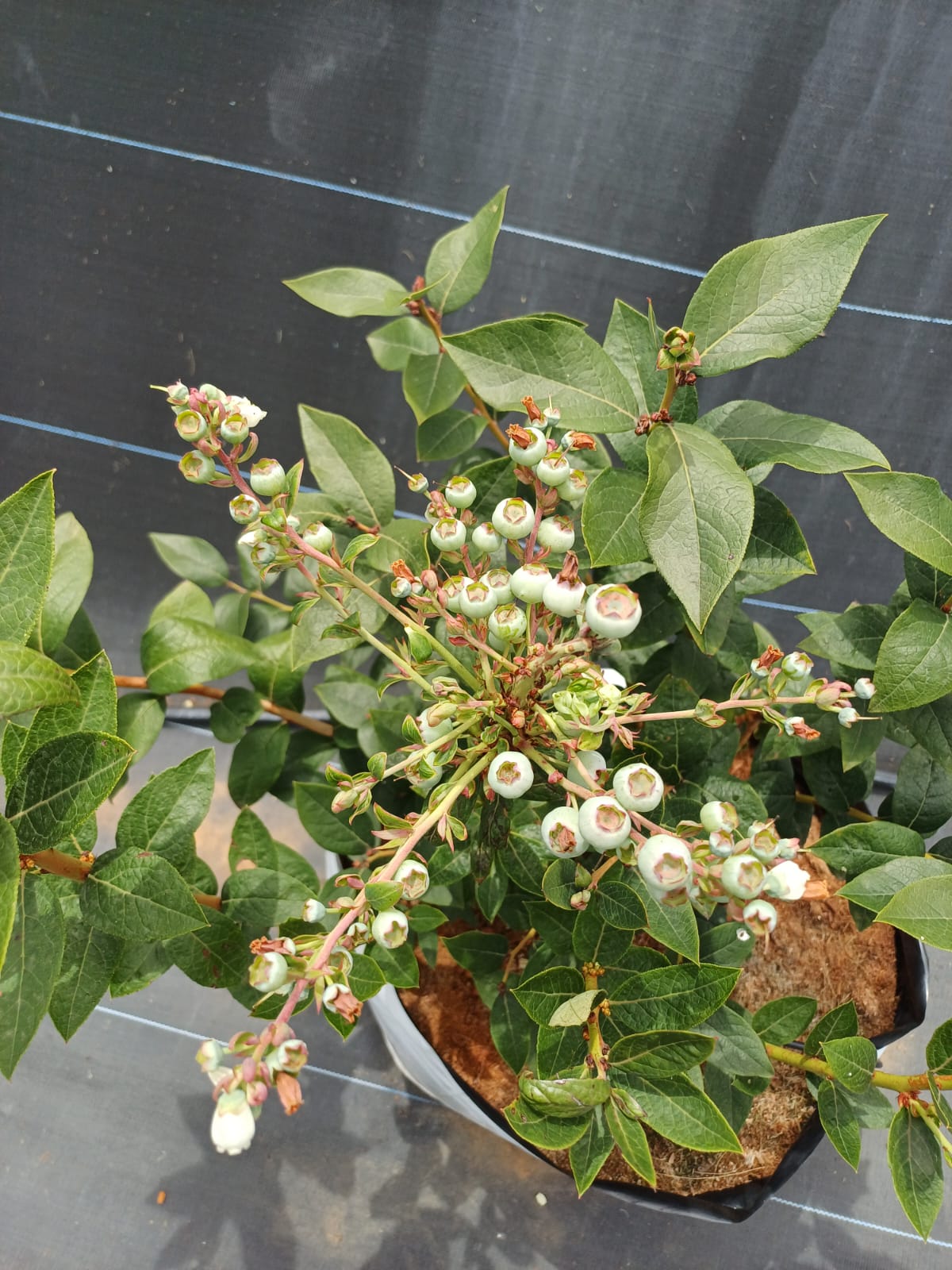 Potted young blueberry bush heavy with unripe green berries