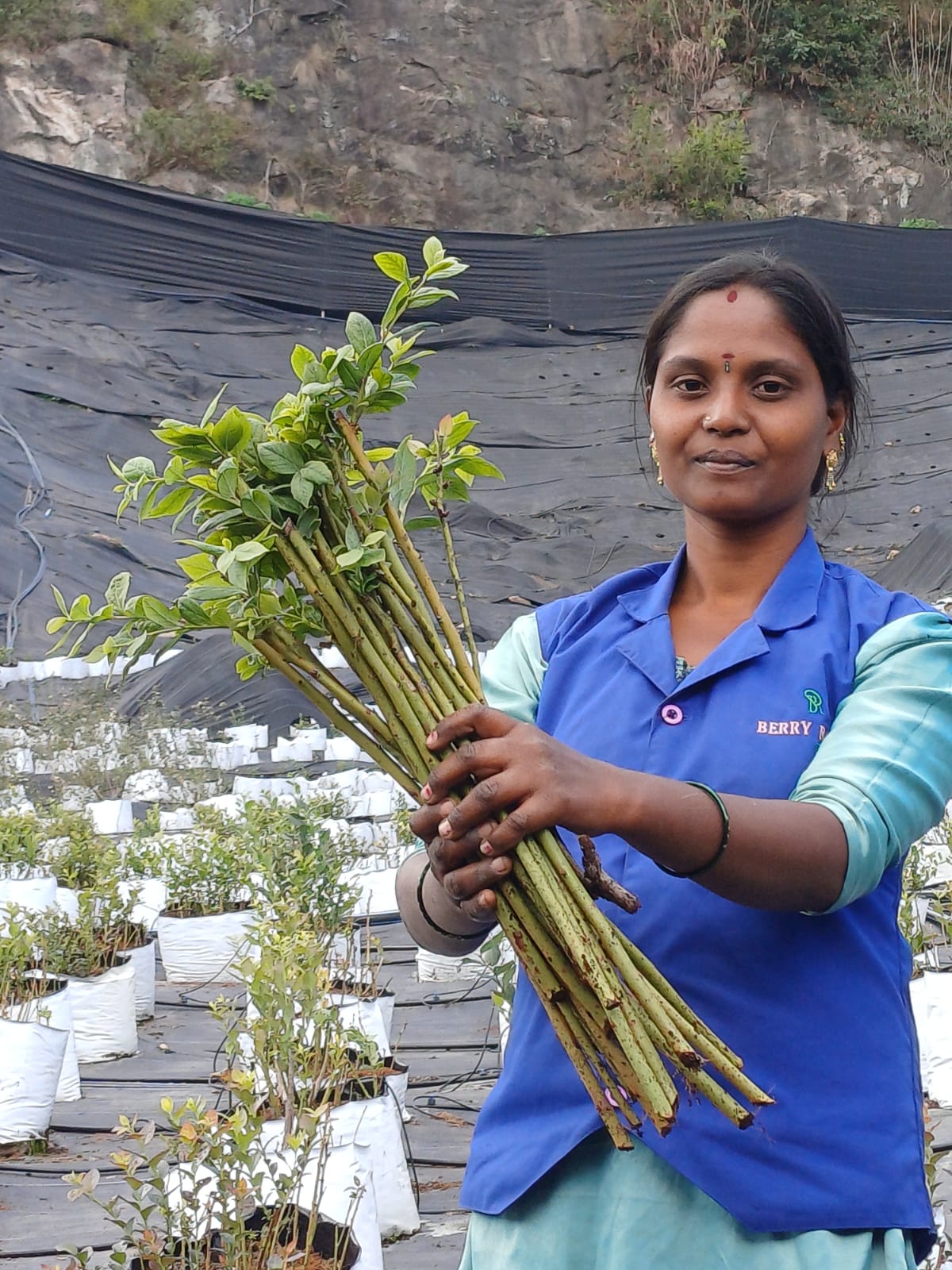 Estate workforce handling nursery propagation