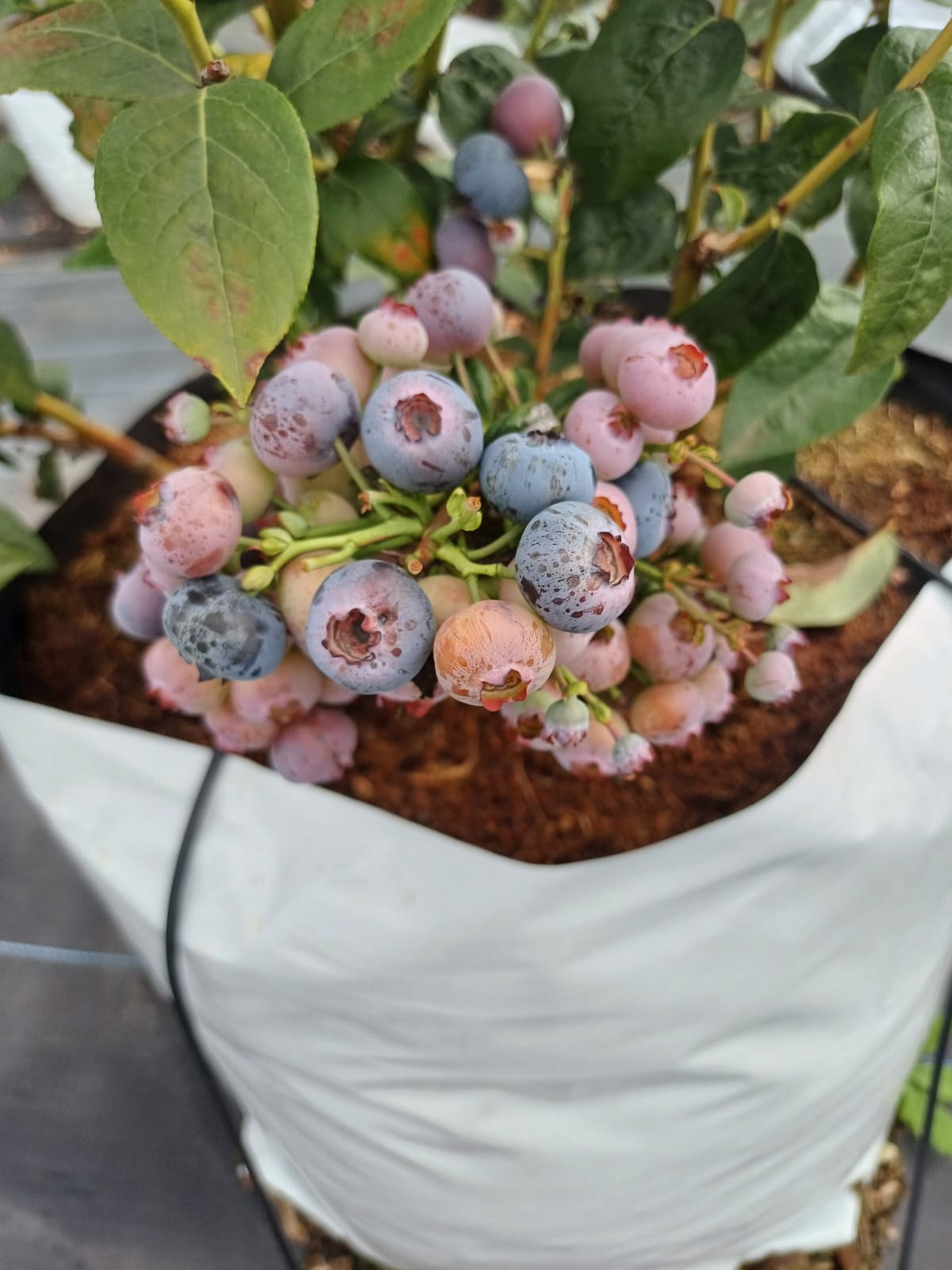 Ripening blueberry clusters hanging on Kotagiri estate canes