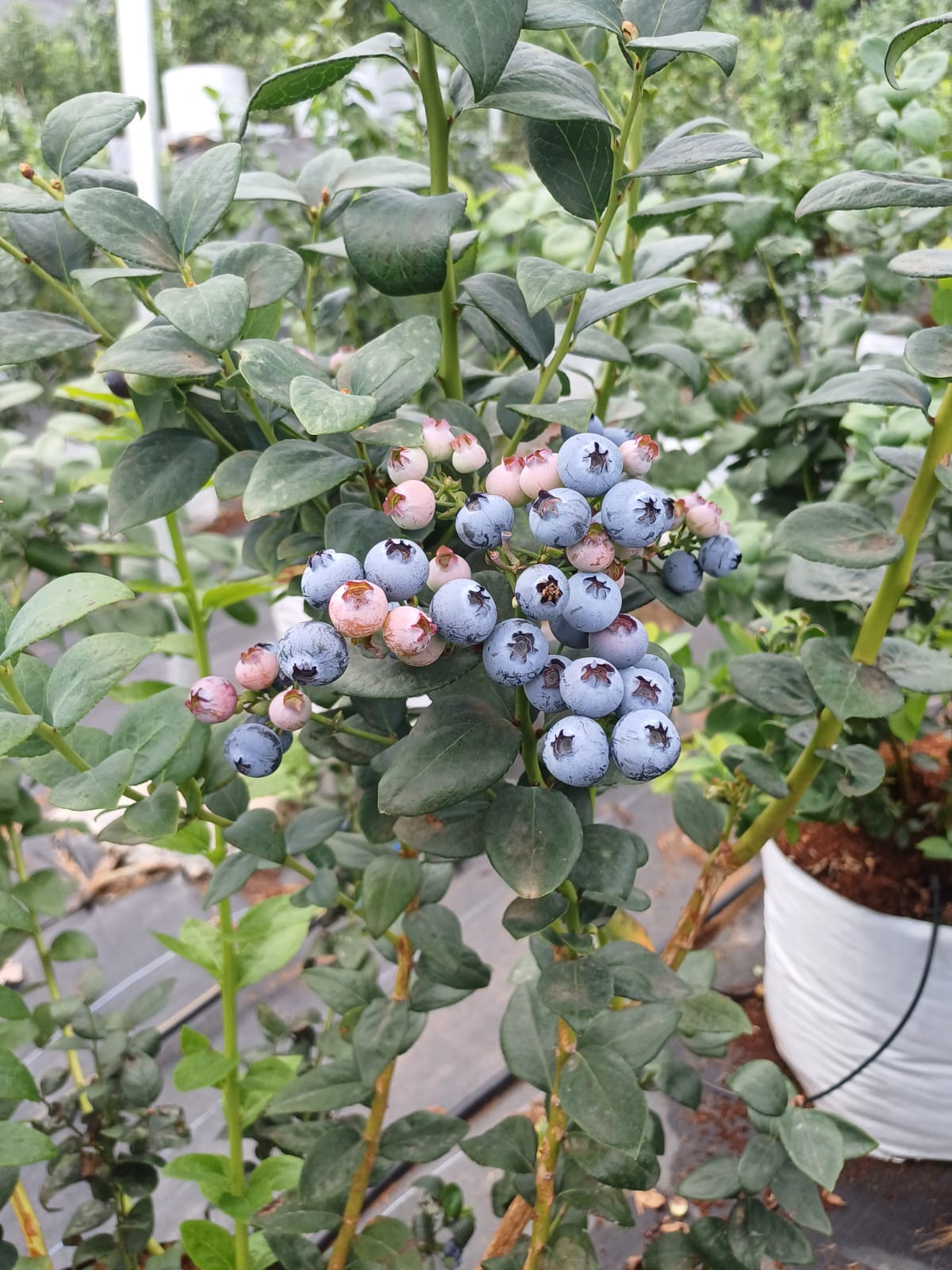 Ripening blueberries in protected cultivation during color transition