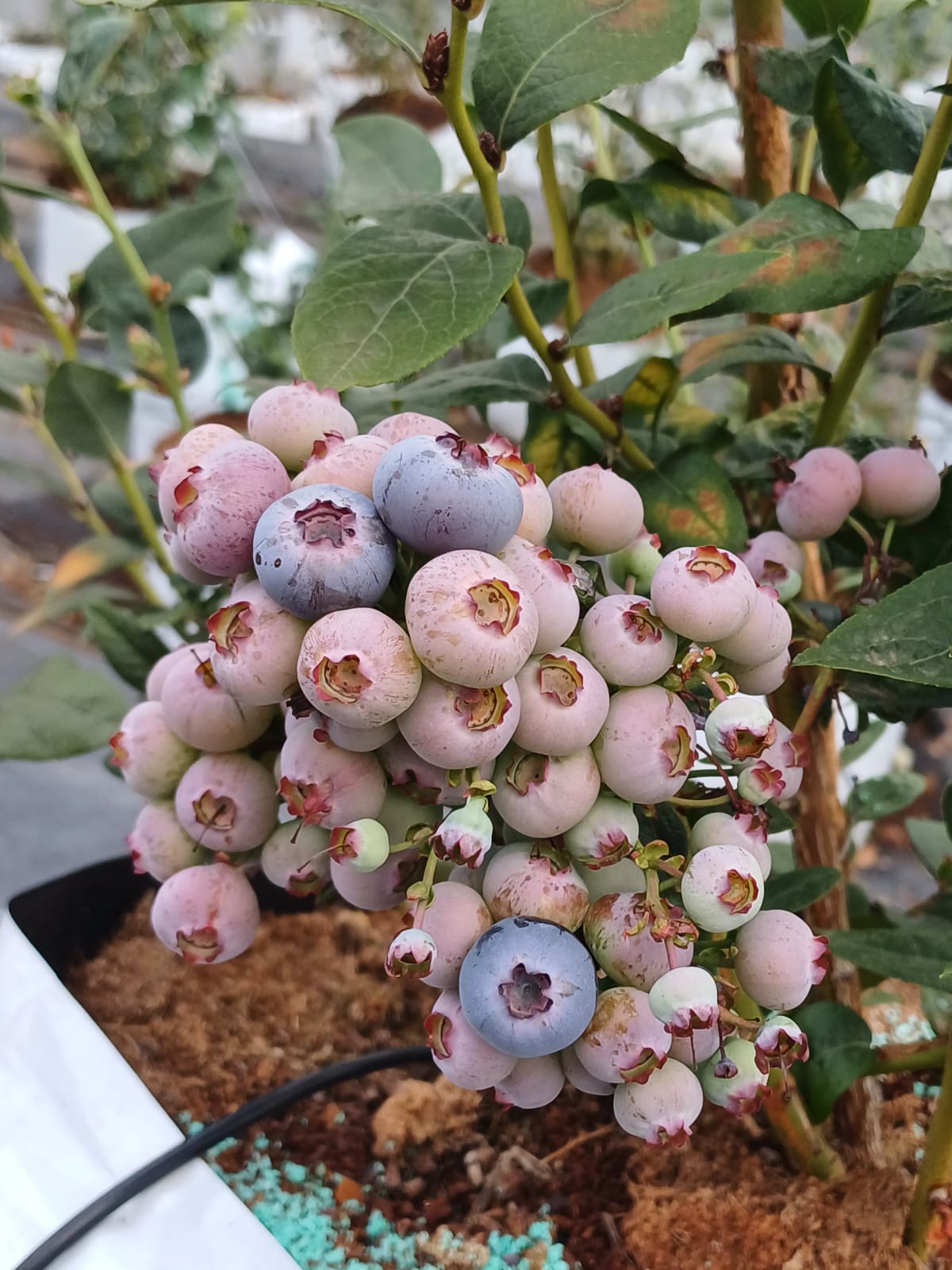 Field view of blueberry clusters demonstrating density and size uniformity
