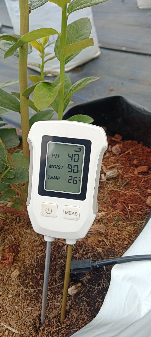 Digital soil meter probes inserted into blueberry grow bag substrate showing pH and moisture readout