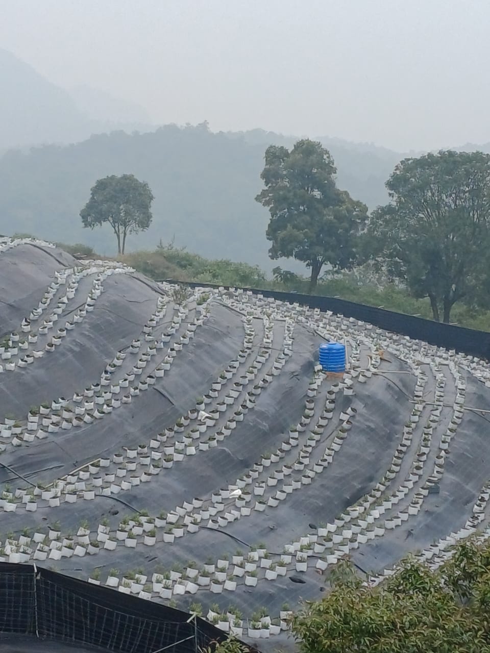 Protected cultivation tunnels with uniform rows of blueberry bushes in substrate bags