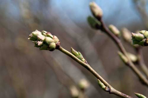 Close inspection of swelling blueberry floral buds along cane nodes in Kotagiri