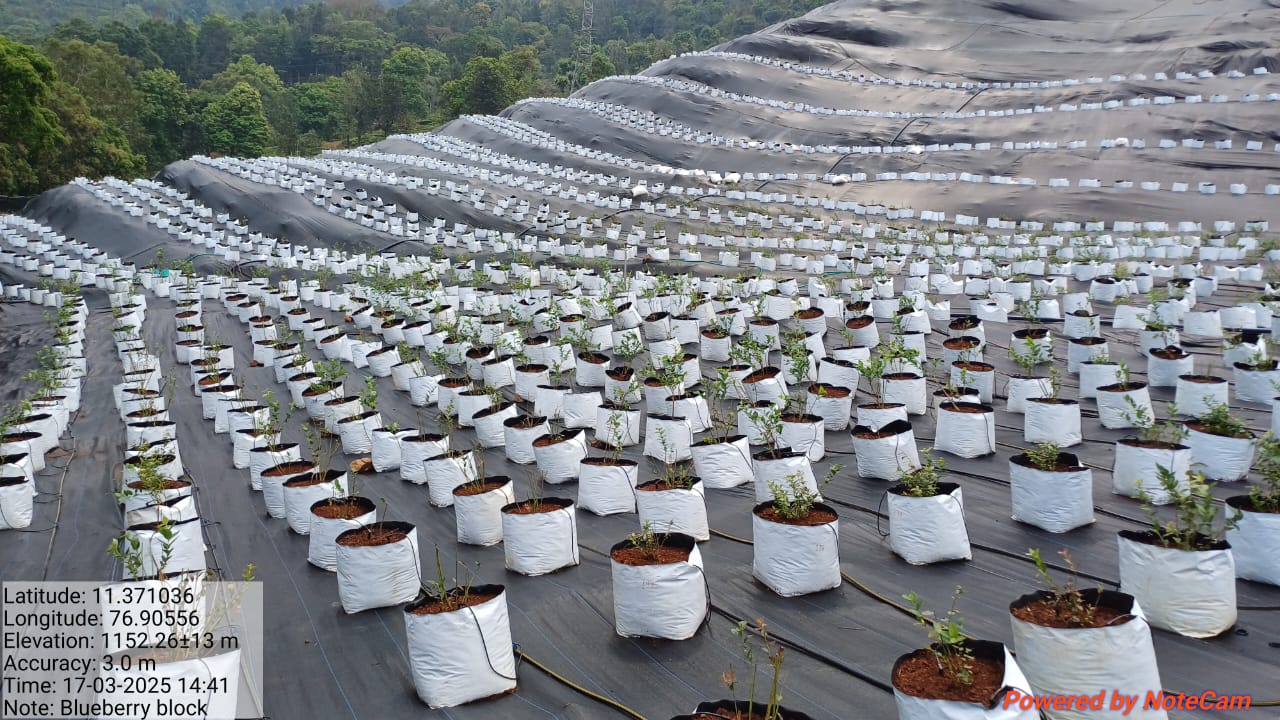 Kotagiri estate hillside blueberry farm landscape in Tamil Nadu