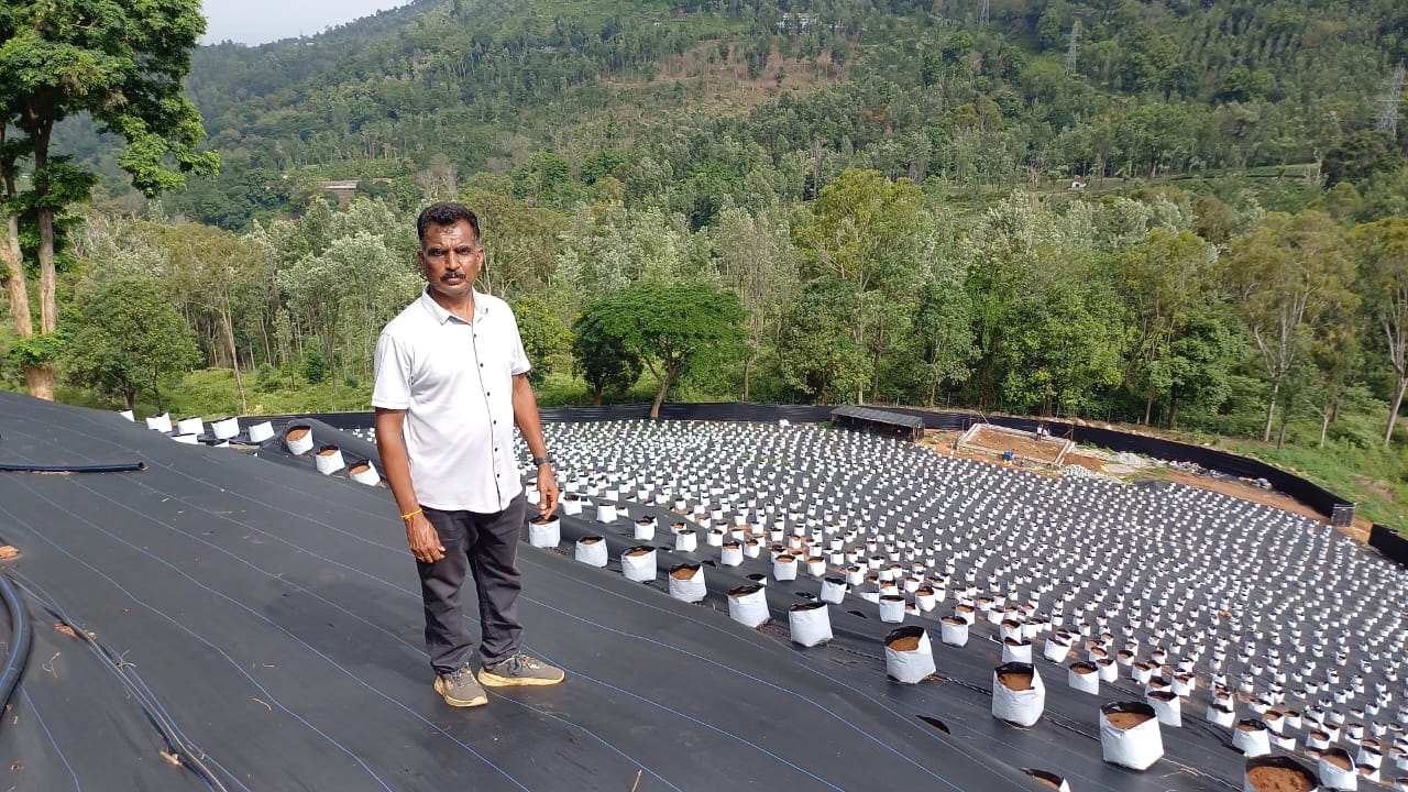 Field overseer standing among rows of grow bags on a forested hillside plot
