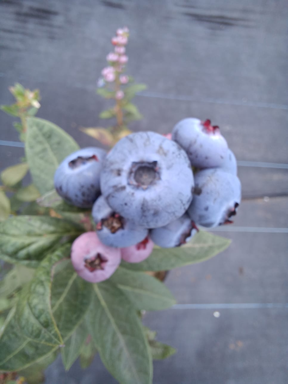 Close-up of a blueberry cluster with ripe blue and unripe pink berries among green leaves