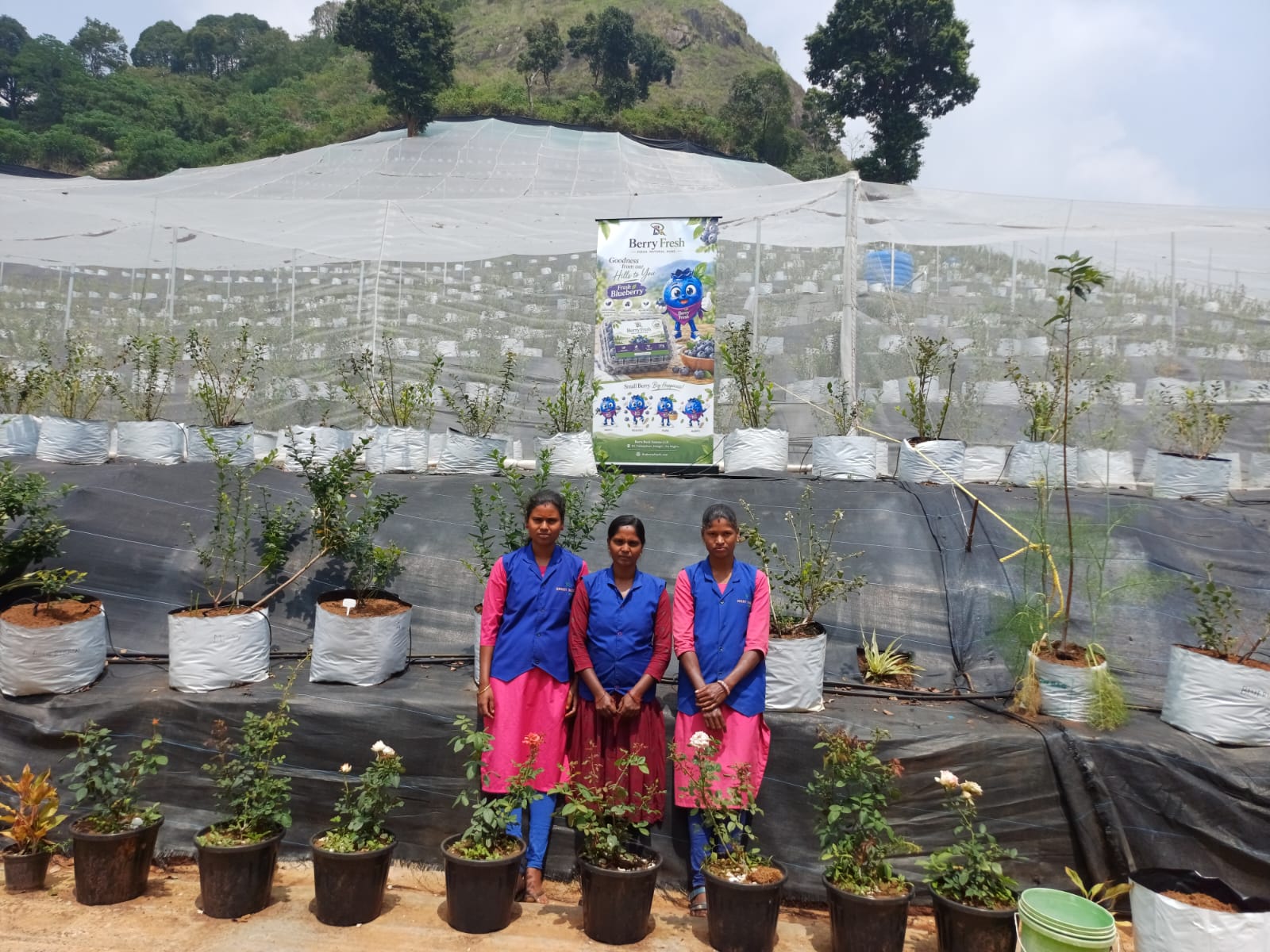 Three Berry Rock workers on the terraced hillside nursery with a Berry Fresh banner