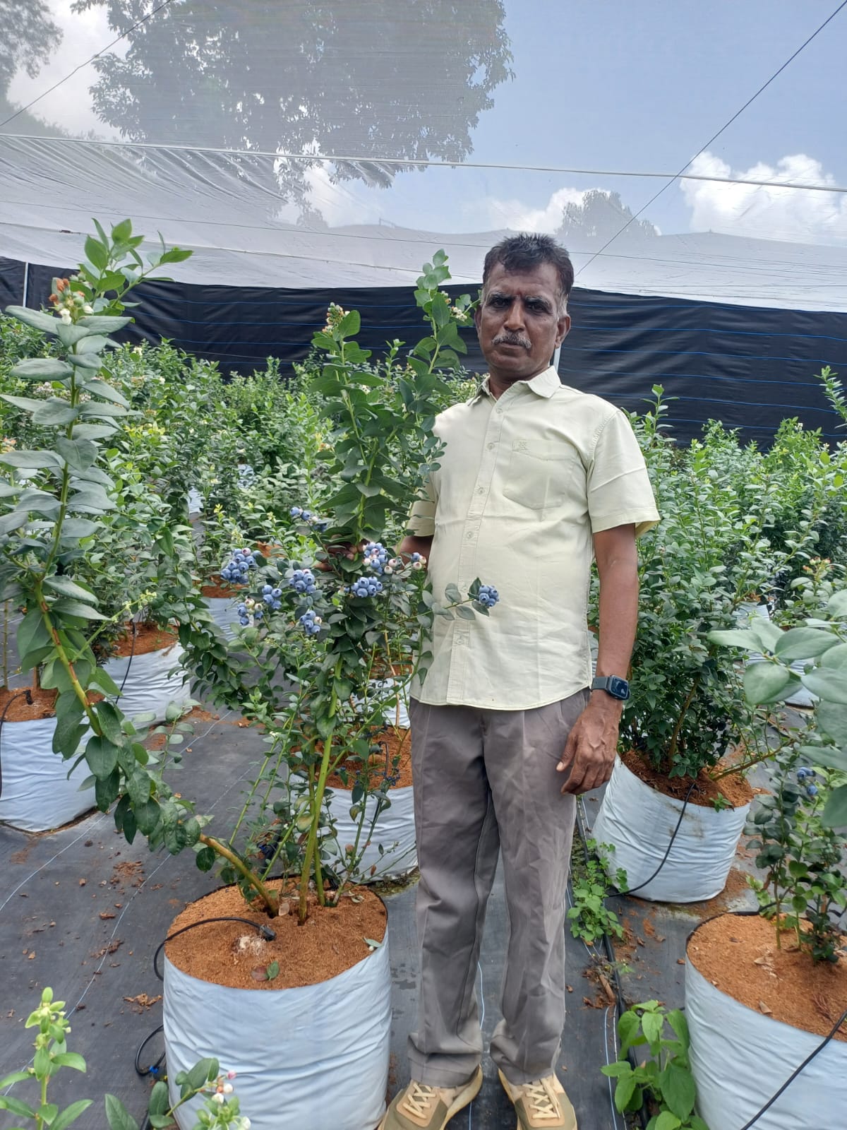 Estate manager inspecting a blueberry plant in a grow bag under shade netting