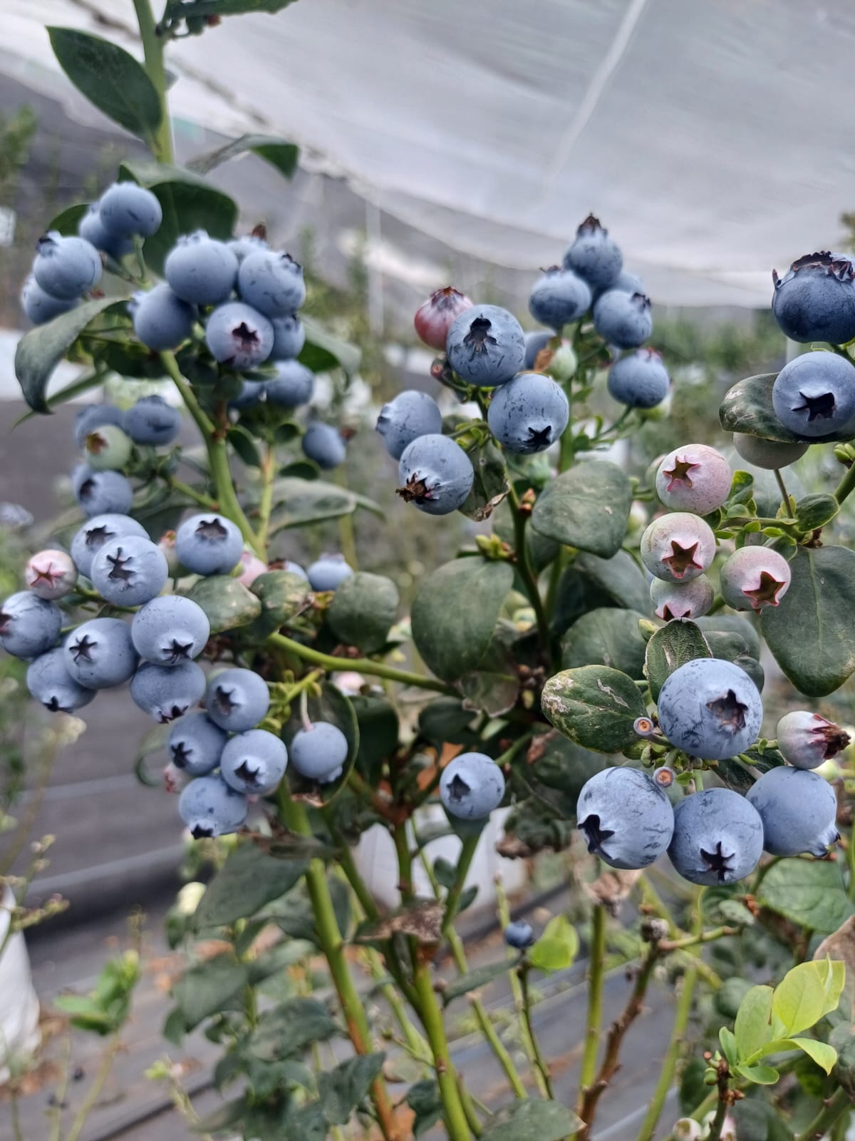 Close-up of blueberry clusters ripening from green to deep blue