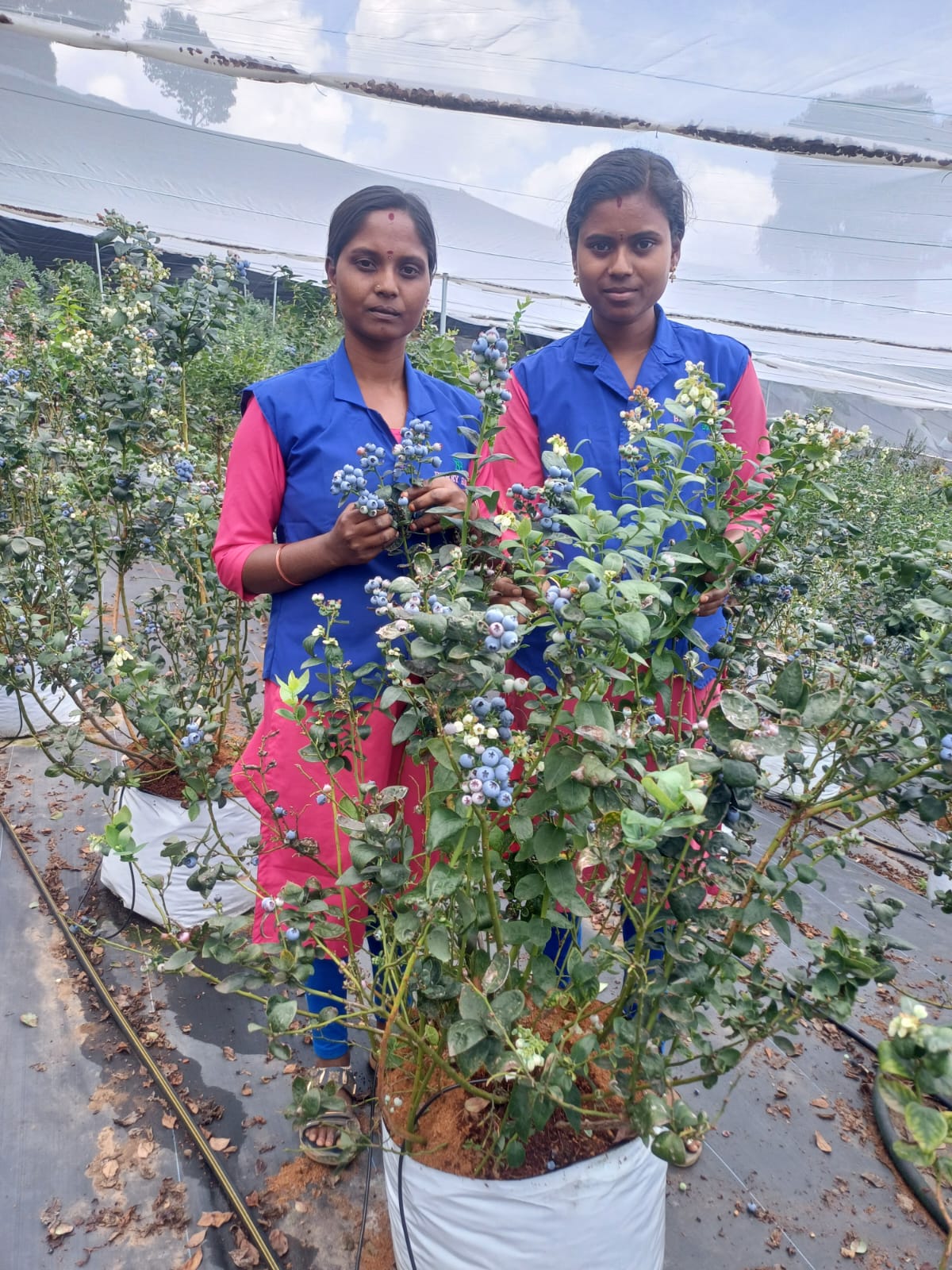 Two women farm workers behind potted blueberry bushes in a shade-net farm