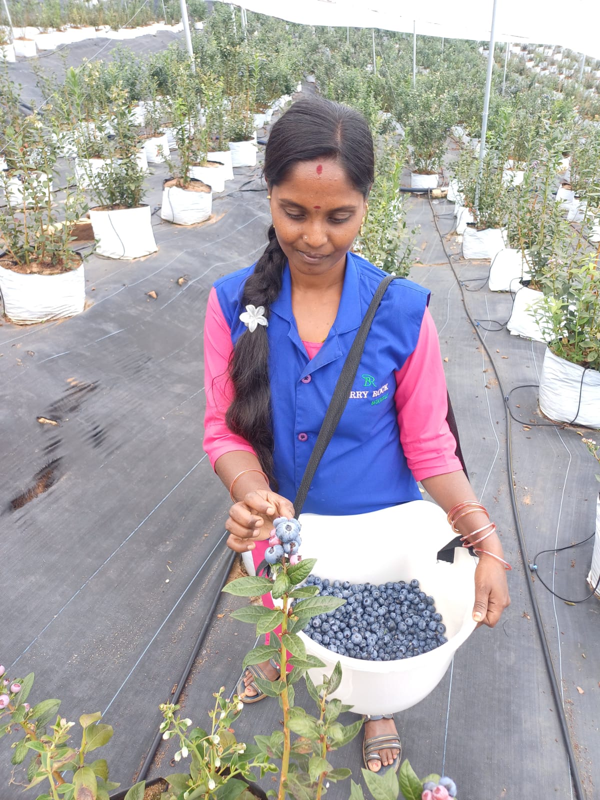 Female farm worker picking ripe blueberries and carrying a bucket of fresh berries