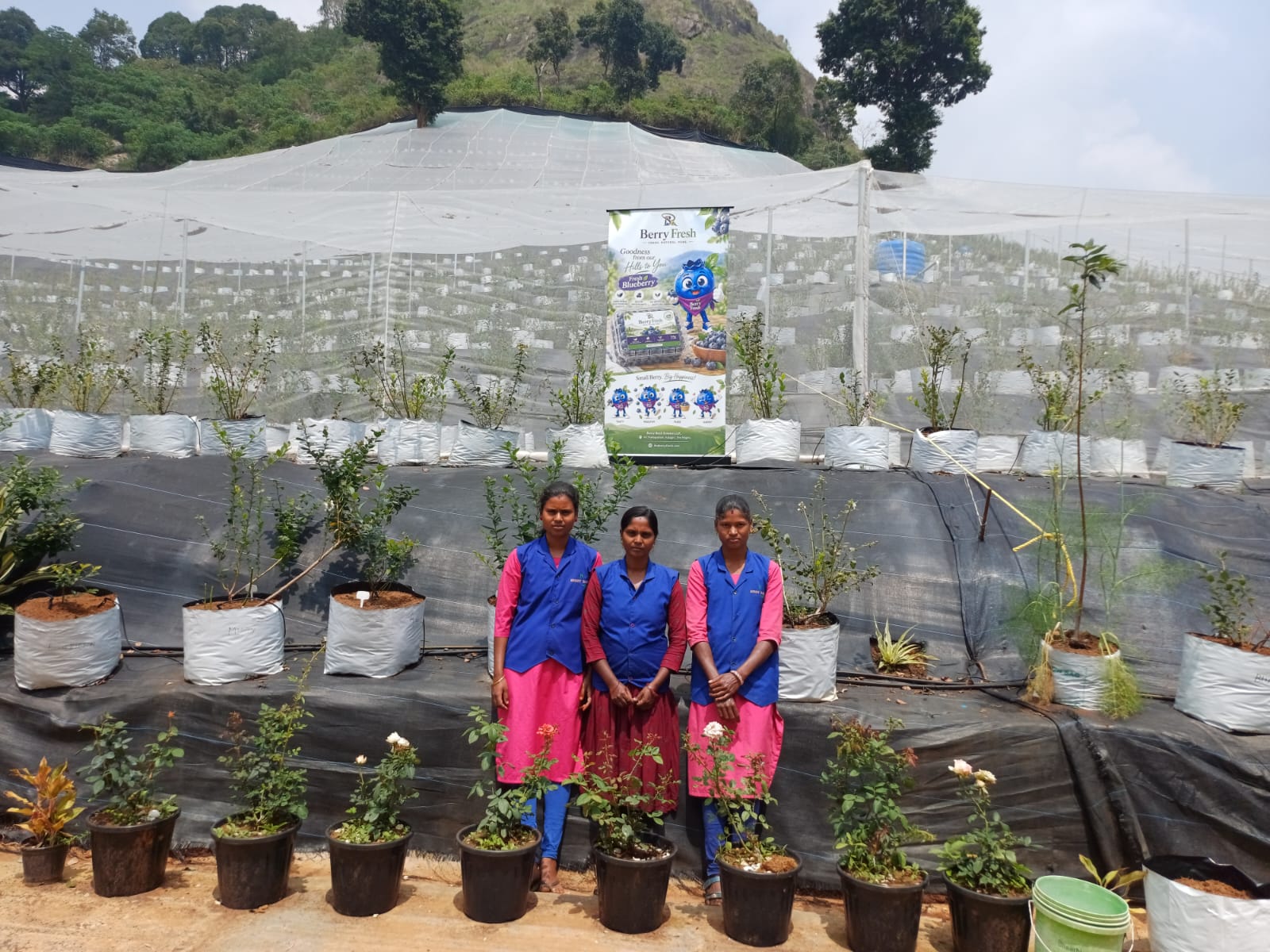 Three women farm workers in uniform in front of potted plants and a Berry Fresh banner at a hillside nursery